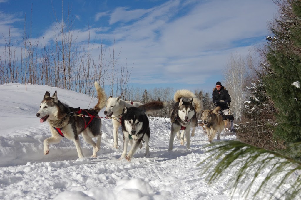 Traîneau à chiens Le Baluchon Éco-villégiature | 3550 Chem. des Trembles, Saint-Paulin, QC J0K 3G0, Canada | Phone: (800) 789-5968