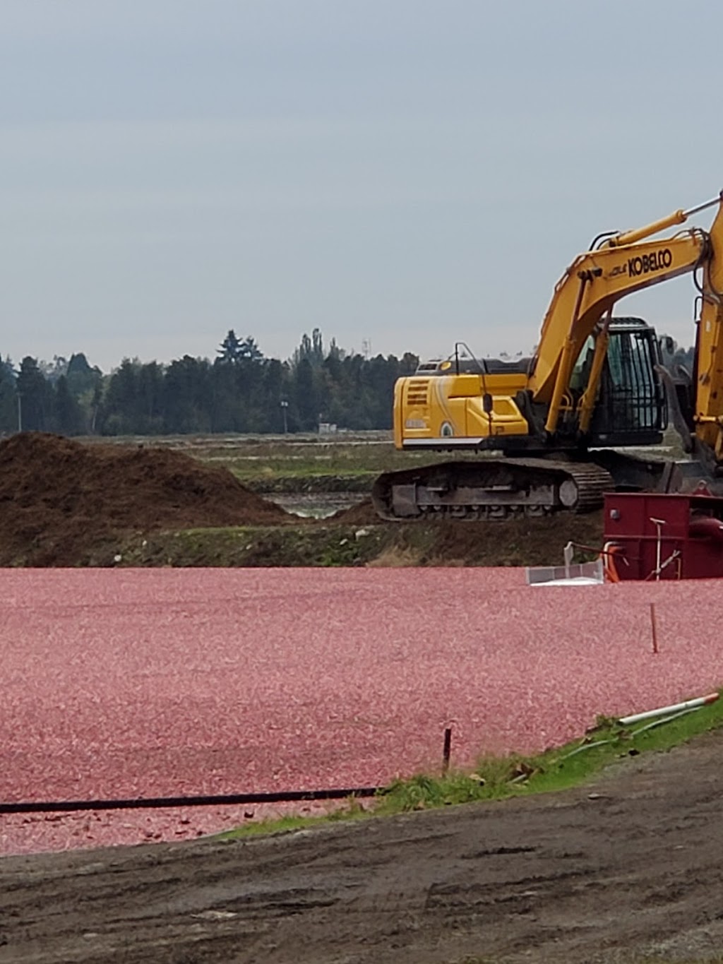 Coast Cranberries Ltd | 21710 Allard Crescent, Langley City, BC V1M 3W1, Canada | Phone: (604) 888-1015