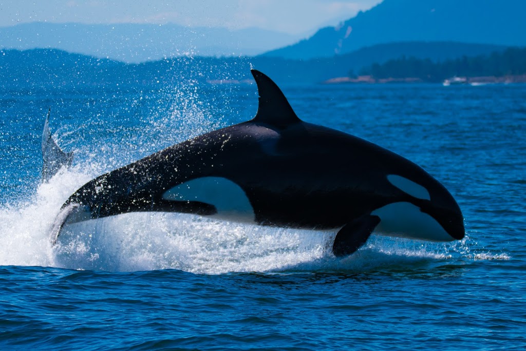 Spirit of Orca Whale Watching & Wildlife Tours | Spring Street Landing, Friday Harbor, WA 98250, USA | Phone: (360) 378-0302