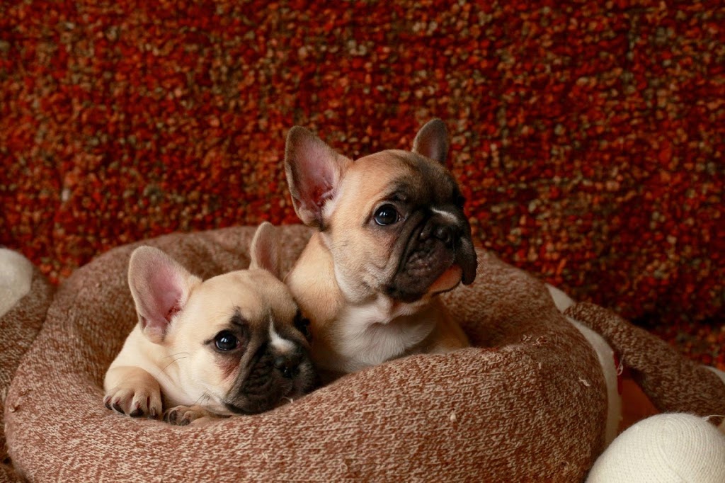 Bullmarket - French Bulldog Breeders Since 1989 | Durham, ON N0G 1R0, Canada | Phone: (519) 369-4410