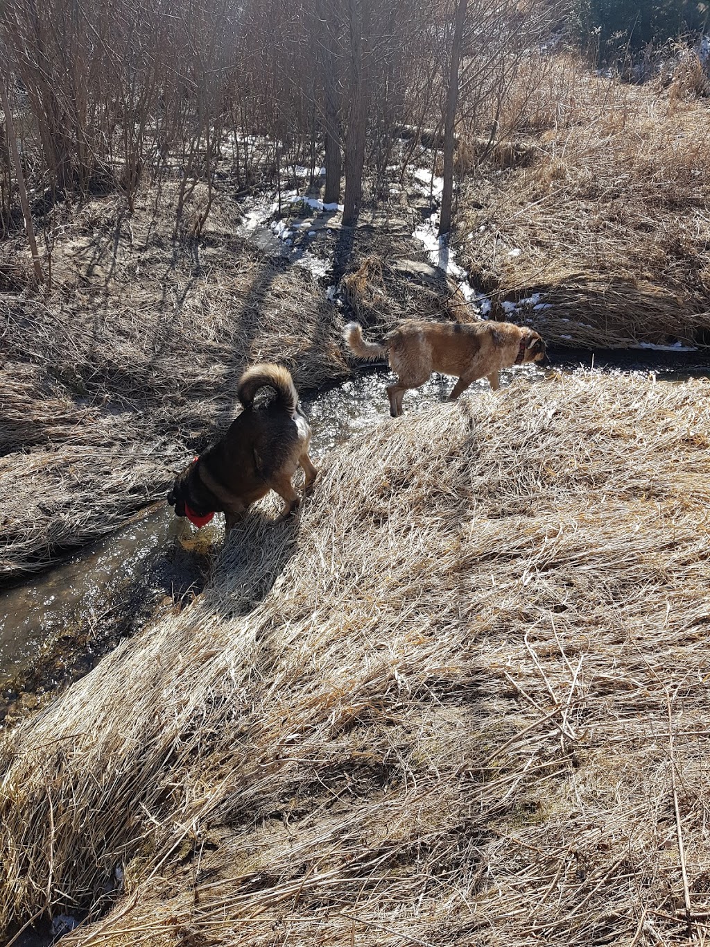 Cawthra Mulock Nature Reserve | Bathurst St, King, ON L3Y 4V9, Canada | Phone: (800) 440-2366