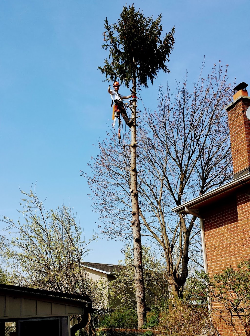 Majestic Maple Tree Service & Property Maintenance Ltd. | 15 Prouse Dr, Brampton, ON L6V 3A3, Canada | Phone: (289) 752-6222