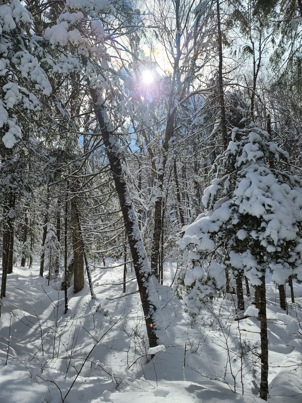 oiseaux au Domaine Saint-Bernard Garden | 539 Chemin St Bernard, Mont-Tremblant, QC J8E 1T4, Canada | Phone: (819) 425-3588