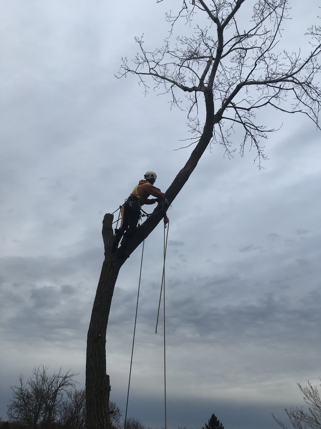 Shorthills Tree Service inc | 400 Chantler Rd, Welland, ON L3B 5N8, Canada | Phone: (905) 892-0261