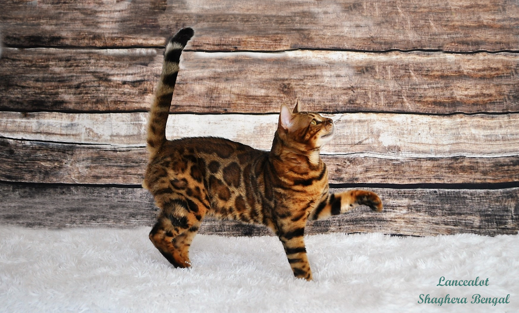 Chatterie Shaghera Bengal | 445 Chem. de la Ferme, Val-Morin, QC J0T 2R0, Canada | Phone: (450) 271-5886