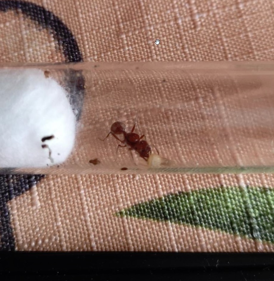 Canada Ant Colony | 27 Frybrook Crescent, Richmond Hill, ON L4B 4B8, Canada | Phone: (437) 213-9082