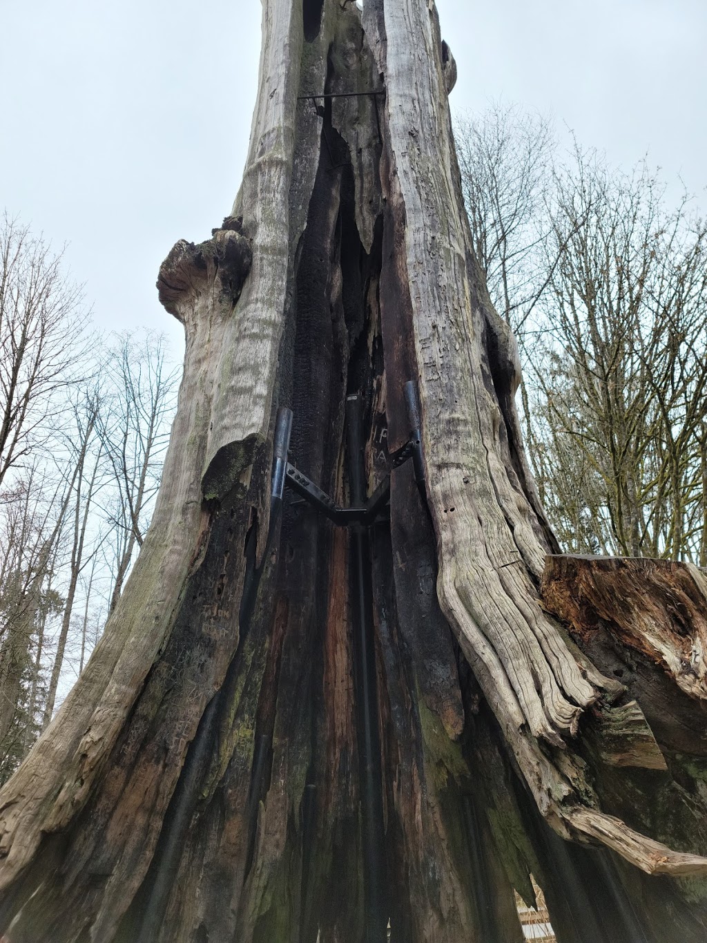 Hollow Tree | Rawlings Trail, Vancouver, BC V6G, Canada | Phone: (604) 873-7000