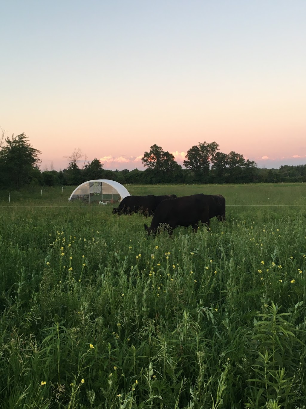 Pasture Fed Farms | 1248 Concession Rd 6 W, Millgrove, ON L8B 1N1, Canada | Phone: (289) 775-0423