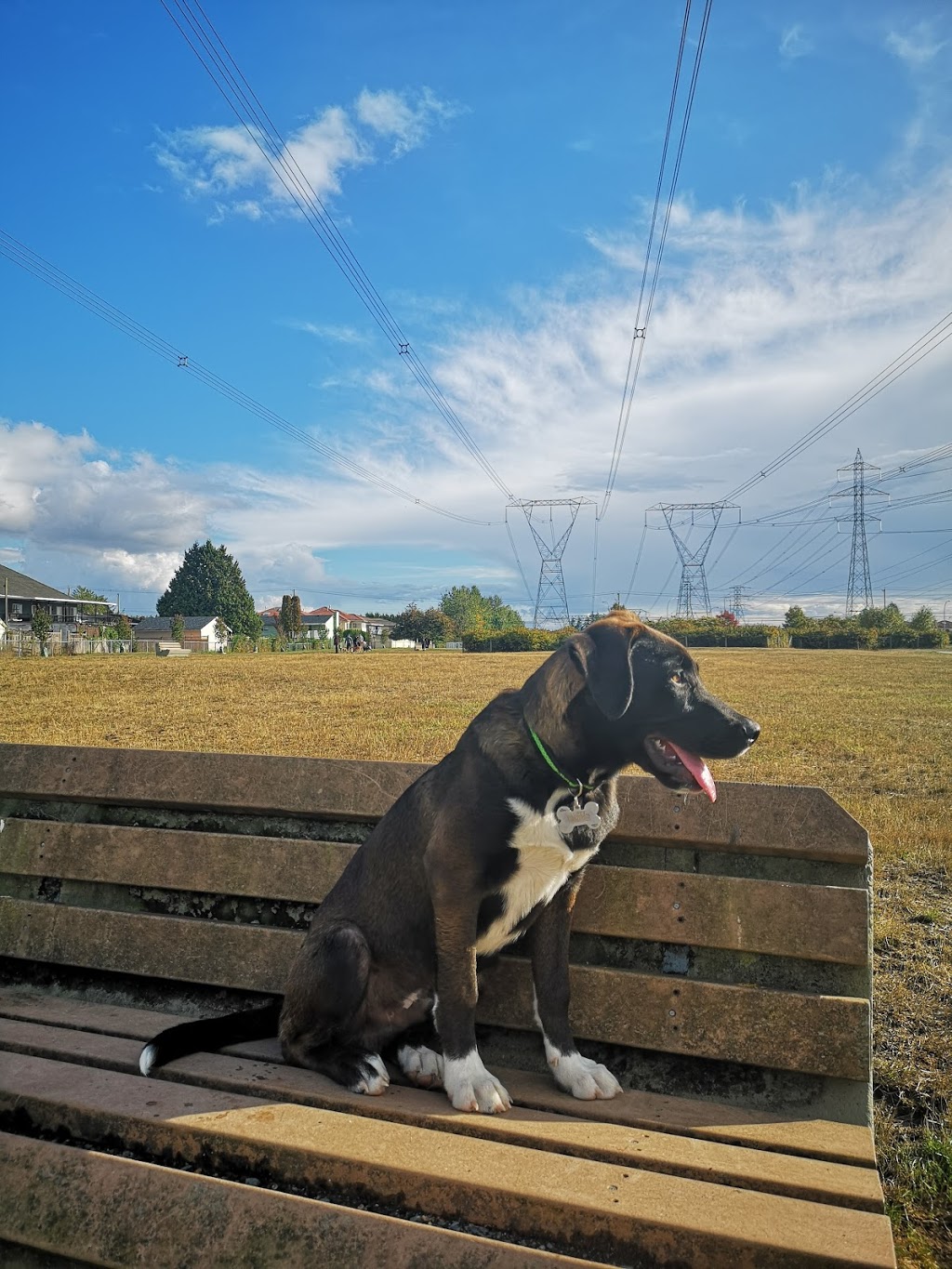 Serpentine Dog-Off-Leash Park | 12589 76 Ave, Surrey, BC V3W 2T7, Canada | Phone: (604) 591-4011