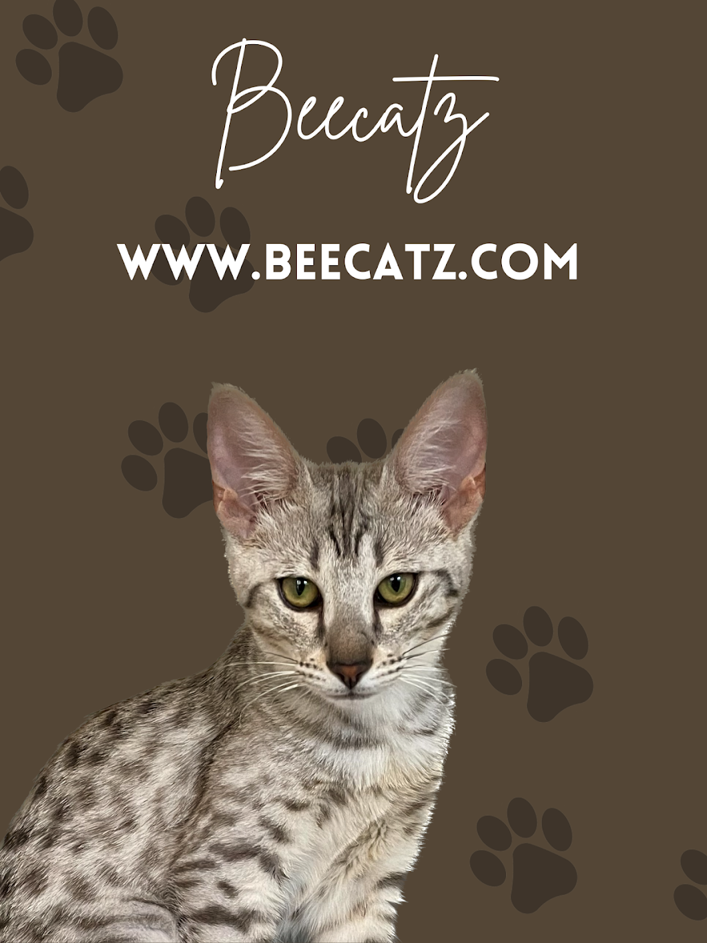 Chatterie Beecatz | Rue Louis-Pasquier, Mont-Saint-Hilaire, QC J3H 0A1, Canada | Phone: (514) 668-7518