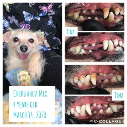 APL Cosmetic Teeth Cleaning for Dogs | 7560 8th Line, Utopia, ON L0M 1T0, Canada | Phone: (705) 896-6161