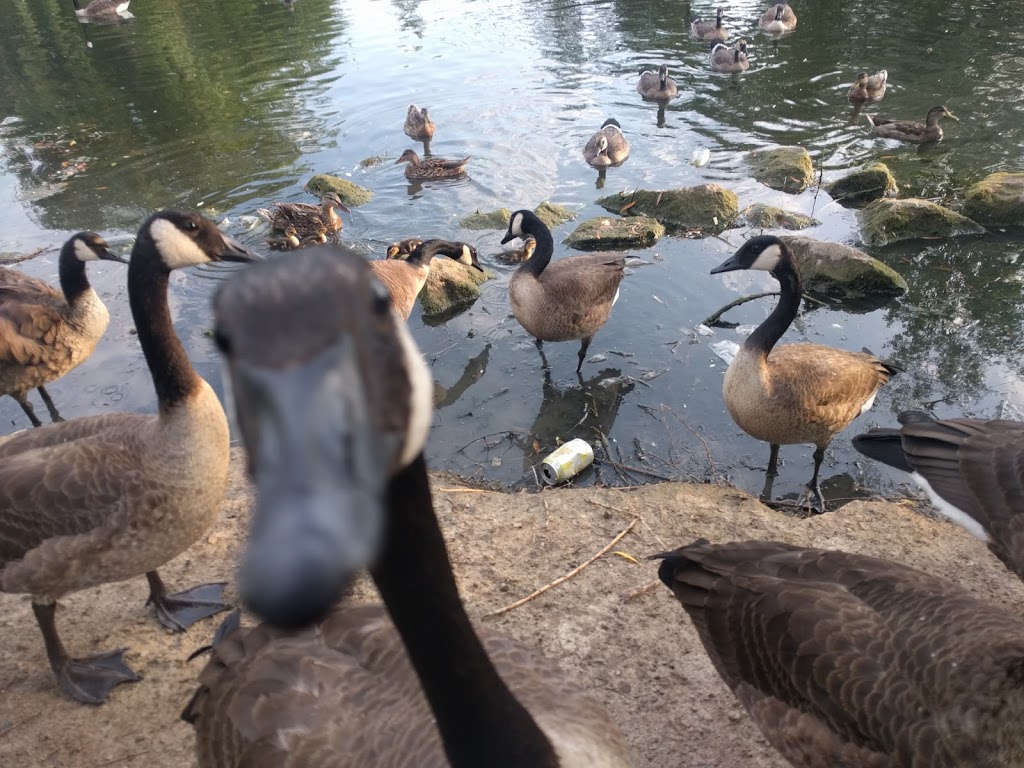 Chinguacousy Park Petting Zoo | 9050 Bramalea Road Central Park Drive & Queen Street East, Brampton, ON L6S 6H1, Canada | Phone: (905) 458-6555