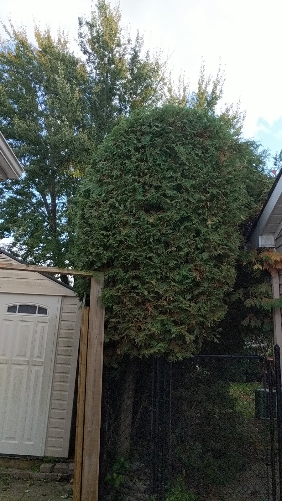 CedarSmith Hedge Trimming Kanata | 14 Binscarth Crescent, Kanata, ON K2L 1S1, Canada | Phone: (613) 851-5750