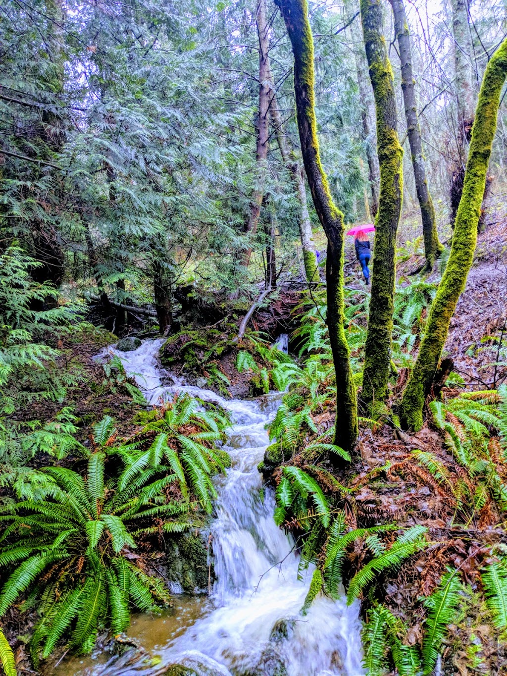 Turtleback Mountain South Trailhead | Orcas Island, Eastsound, WA 98245, USA