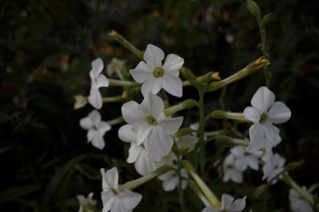 Old Willow Green Community Garden | Cherry St, Kitchener, ON N2G, Canada | Phone: (519) 742-3248