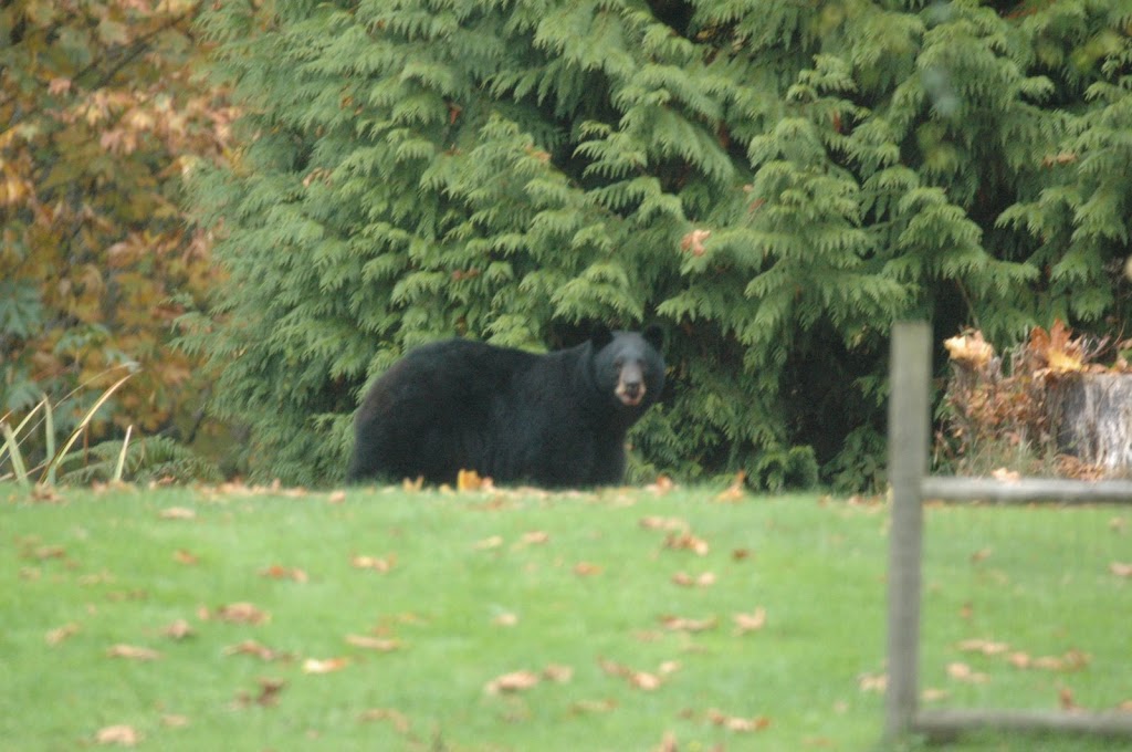 West Coast Wildlife Education and Conflict Management. | 3263 Beach Ave, Roberts Creek, BC V0N 2W2, Canada | Phone: (604) 865-0588