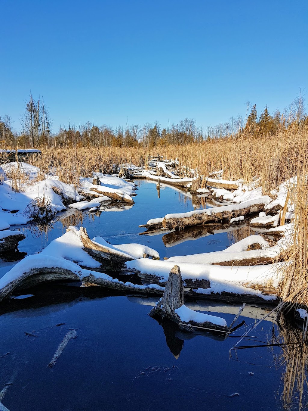 Valens Lake Conservation Area | 1691 Regional 97 Rd, Cambridge, ON N1R 5S7, Canada | Phone: (905) 525-2183