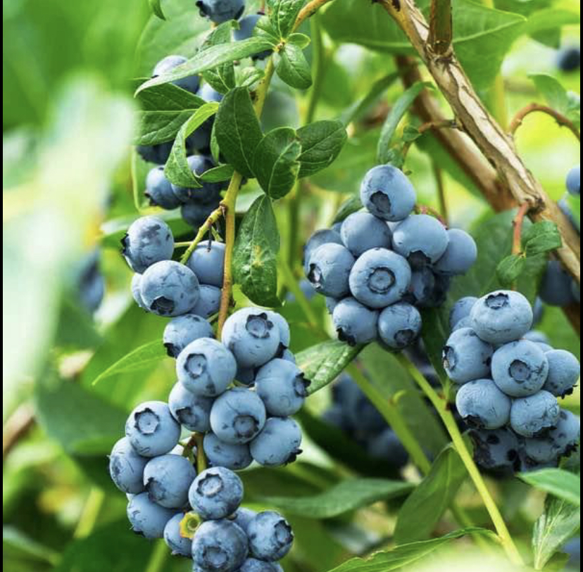 Grandpa’s Blueberry Farm | 1857 232 St, Langley Twp, BC V2Z 2Z6, Canada | Phone: (778) 858-8147