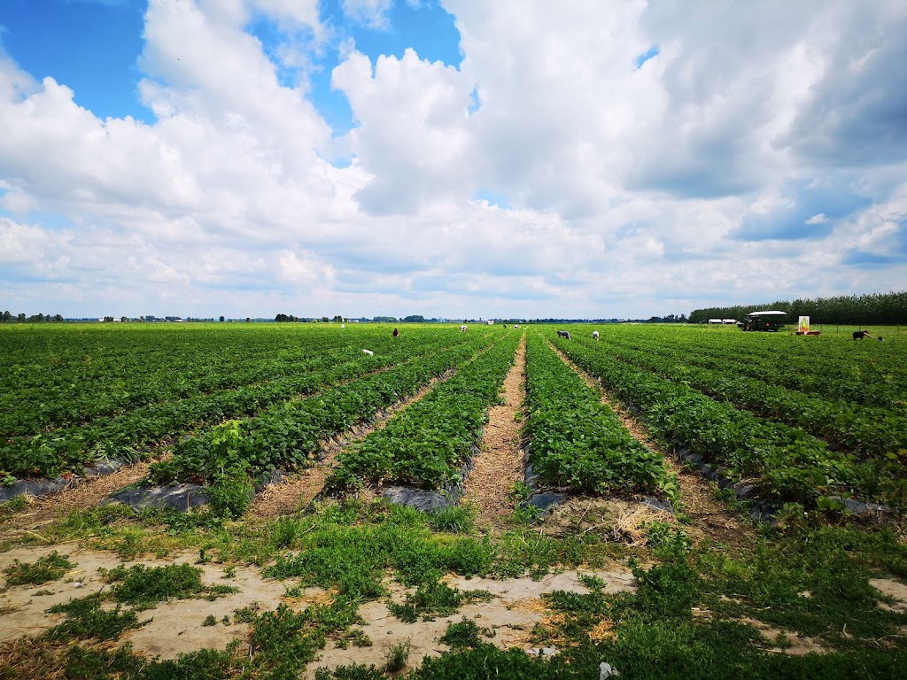 Ferme Benoit Vernier | 560 69e Avenue, Saint-Zotique, QC J0P 1Z0, Canada | Phone: (438) 700-6318