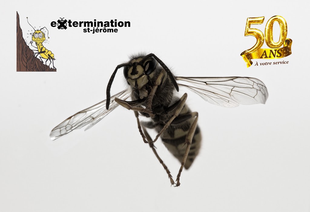 Extermination St-Jérôme inc. | 95 119e Av, Saint-Jérôme, QC J7Y 1A1, Canada | Phone: (450) 436-1779