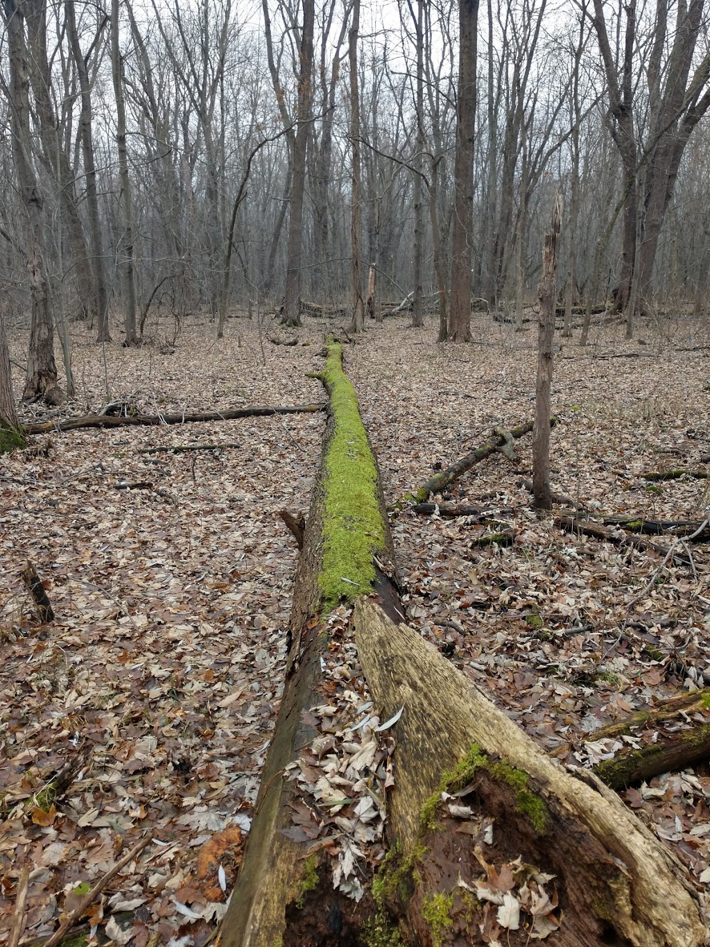 Great Baehre Swamp Wildlife Management Area | Buffalo, NY 14221, USA