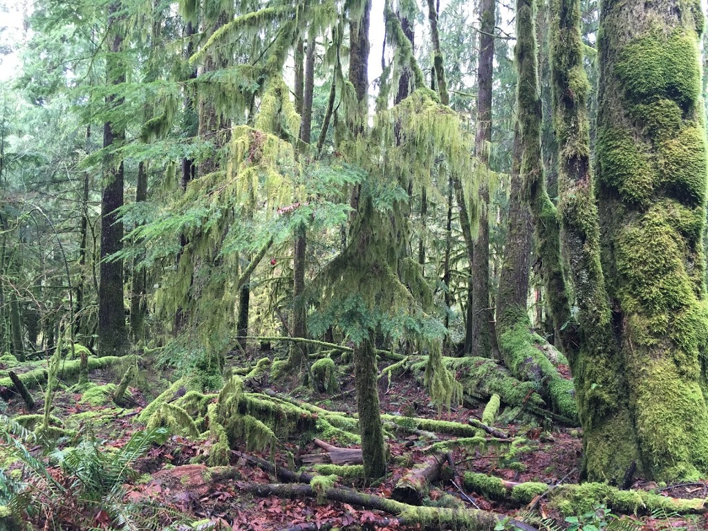 Jug Island Trailend | Indian Arm, Belcarra, BC, Canada