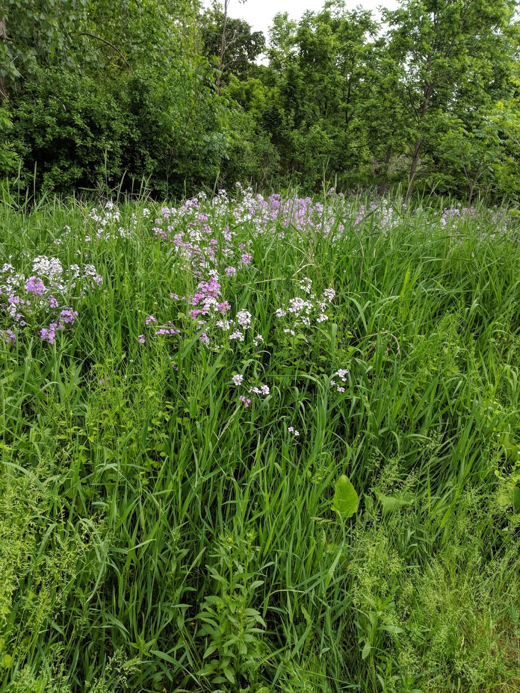 Red Hill Creek Behind Rosedale Arena | Unnamed Road, Hamilton, ON L8K, Canada