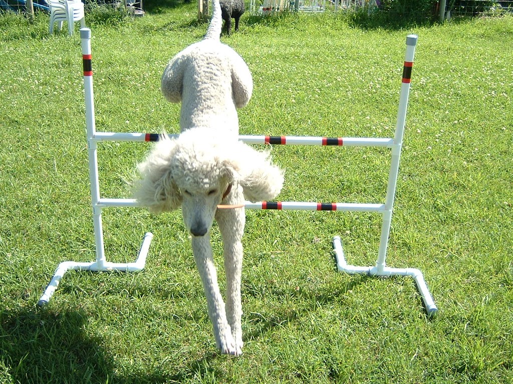 Murphys Agility | 6140 Darcy Rd, Grand Forks, BC V0H 1H4, Canada | Phone: (250) 442-5816