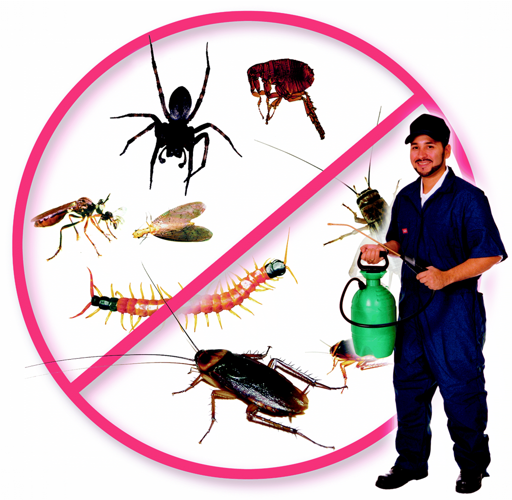 Pestro Pest Control Services | Pest Control Services Brampton | Mice Control Services | Bed bugs removal | bed bug exterminator | 1154 Shadeland Dr, Mississauga, ON L5C 1P3, Canada | Phone: (647) 621-5617