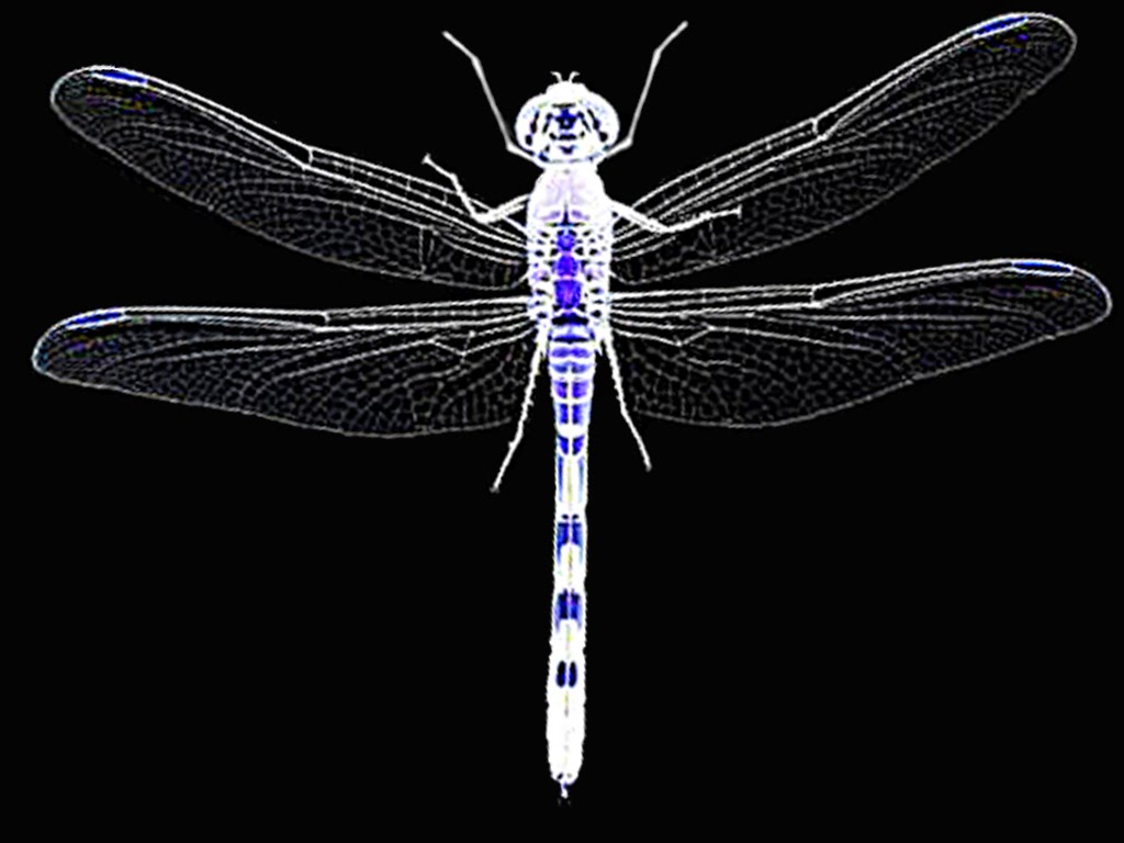 Dragonfly Tattoos | 57 Cashin Ave, St. Johns, NL A1E 3B4, Canada | Phone: (709) 722-3710