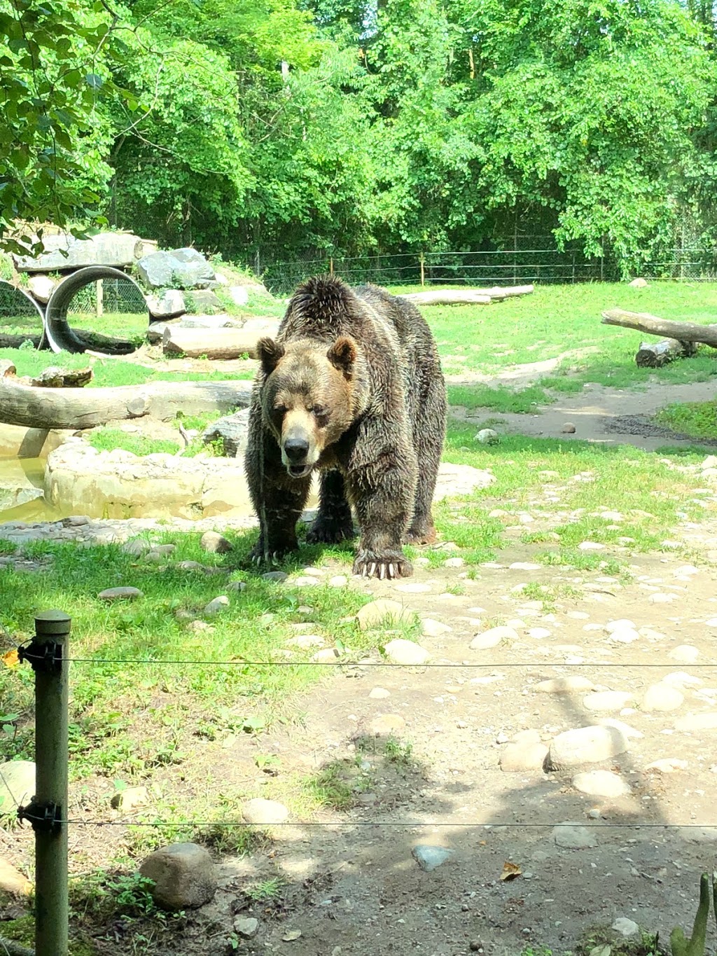 Grizzly Bear Exhibit | 2000 Meadowvale Rd, Scarborough, ON M1B 5K7, Canada | Phone: (416) 392-5929