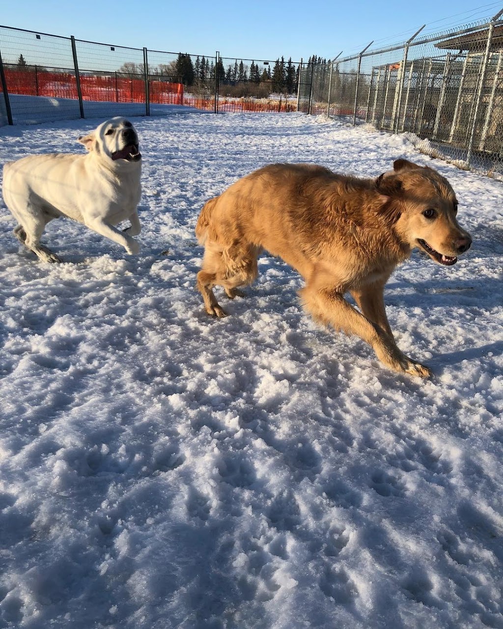 Piper Creek Pet Resort | 37406 Range Rd 271, Alberta T4E 1L6, Canada | Phone: (403) 347-3967