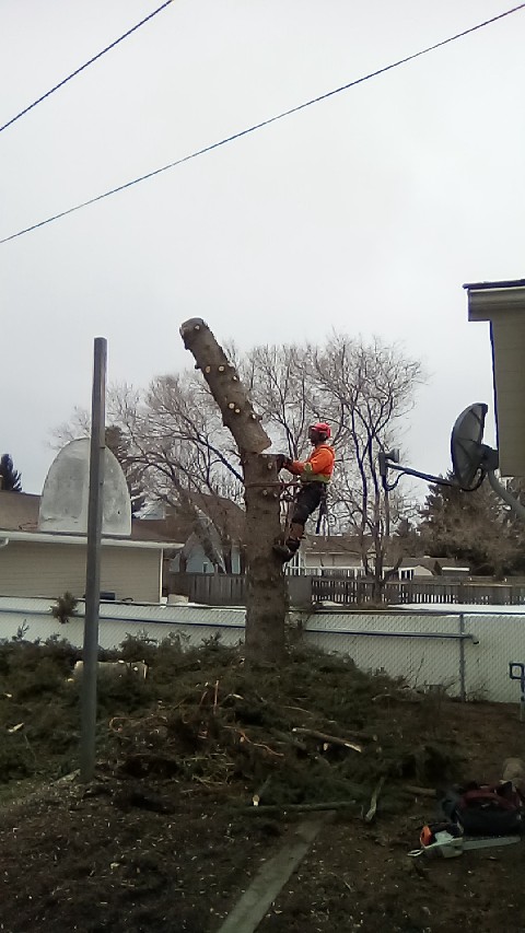 Broken limb tree removal | 18 45 St Crescent, Sylvan Lake, AB T4S 1K7, Canada | Phone: (587) 281-0686