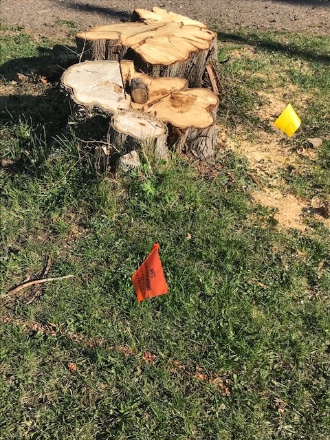 Mikes Tree & Stump Removal | 610 Elizabeth St, Pembroke, ON K8A 1X4, Canada | Phone: (613) 735-6941