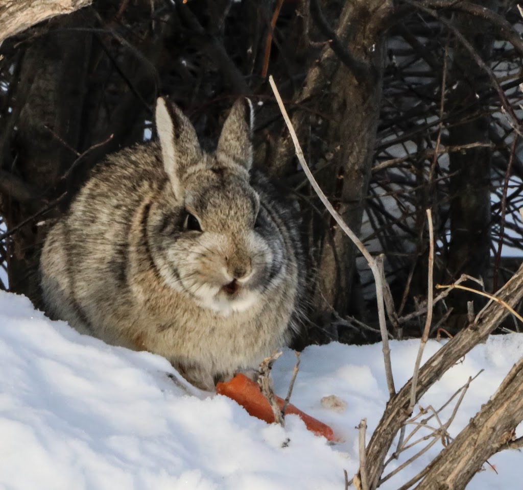 Carrots by Cam | 260006, Township Rd 224, AB T0M 0J0, Canada | Phone: (403) 934-5400