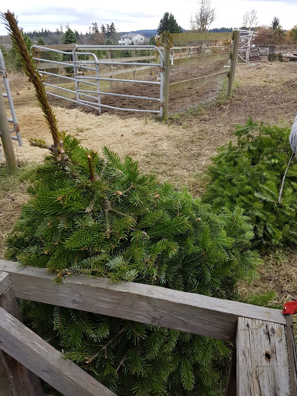 Jingle Bell Tree Farm | 7969 Wallace Dr, Saanichton, BC V8M 1L4, Canada | Phone: (250) 652-2771