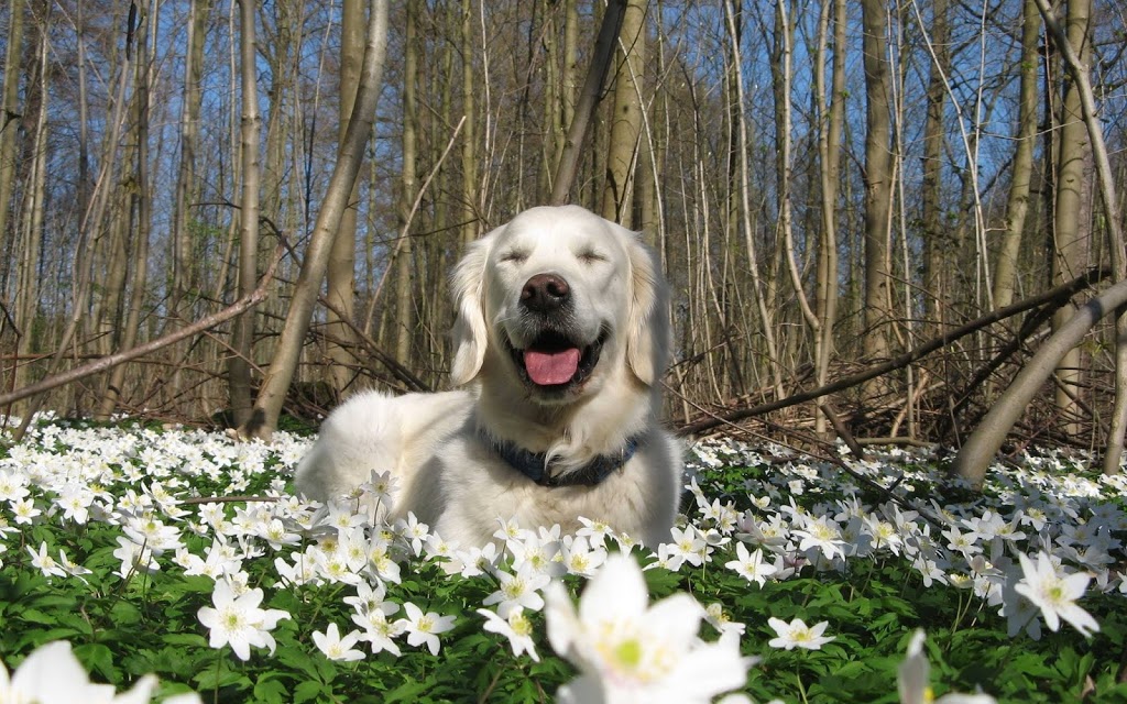 Centre Canin LeGardeur | 455 Chemin de la Presquîle, Repentigny, QC J5Z 4C7, Canada | Phone: (450) 470-1499