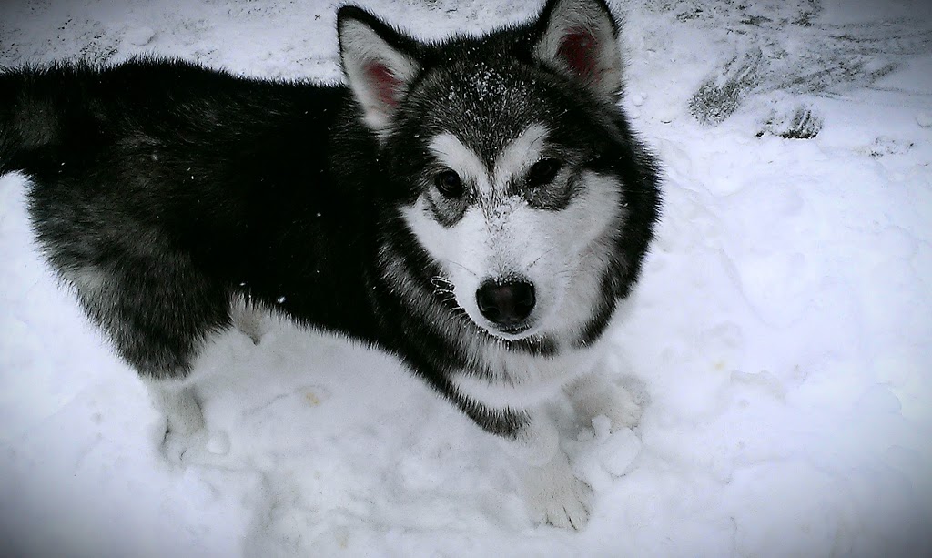 Fort Hyde Kennels Inc. | 8513 Ridge Rd, Gasport, NY 14067, USA | Phone: (716) 772-2356