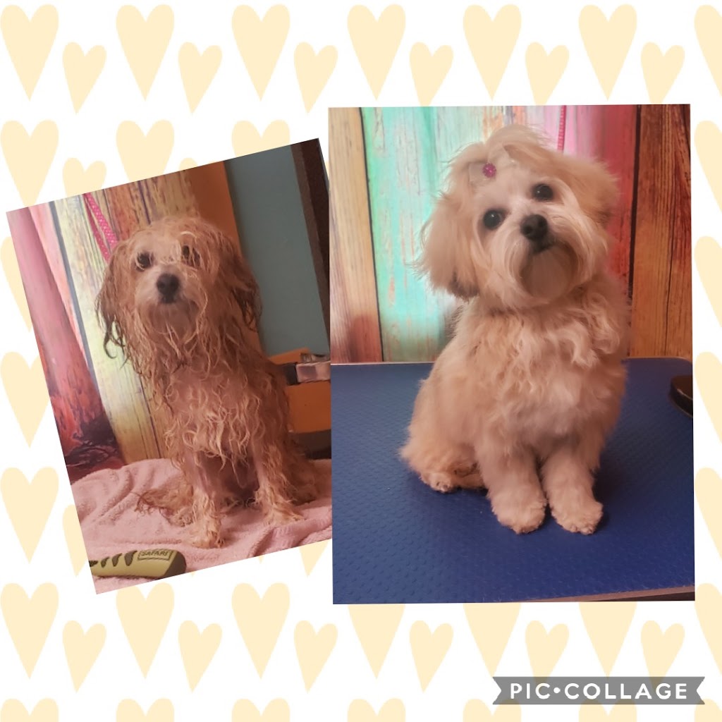 Jens Dog Grooming | 551 9th Concession RR2, Westport, ON K0G 1X0, Canada | Phone: (613) 876-0362