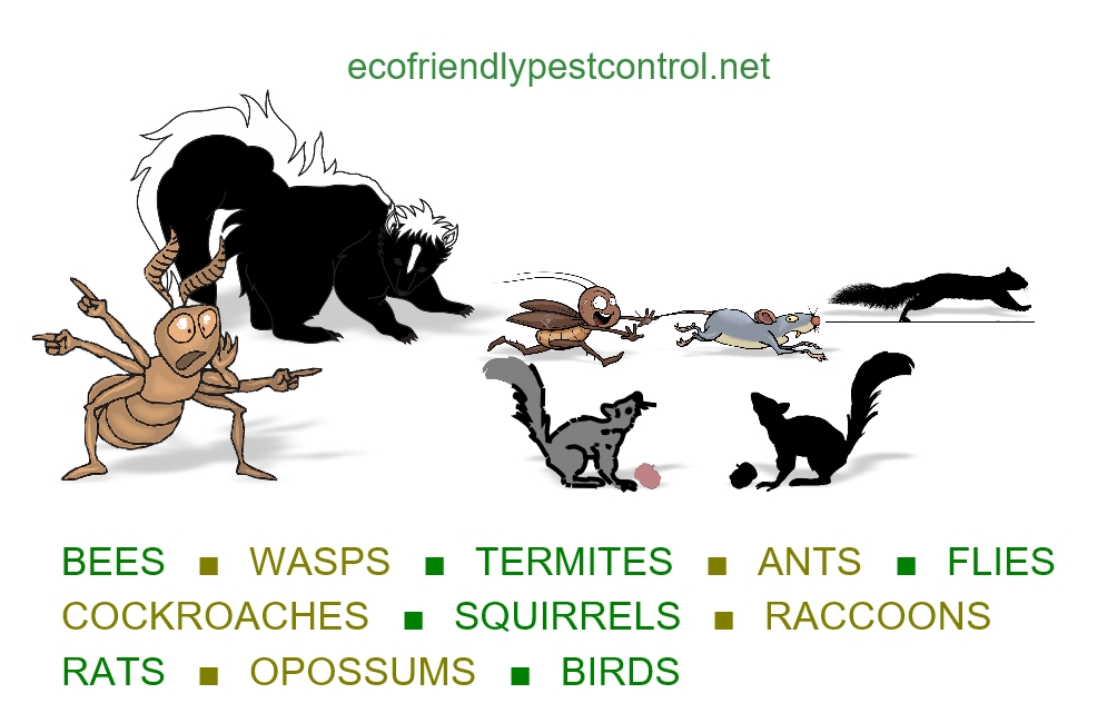 Eco-Friendly Pest Control Inc | 64 Parkview Heights, Trenton, ON K8V 6P5, Canada | Phone: (647) 525-6311