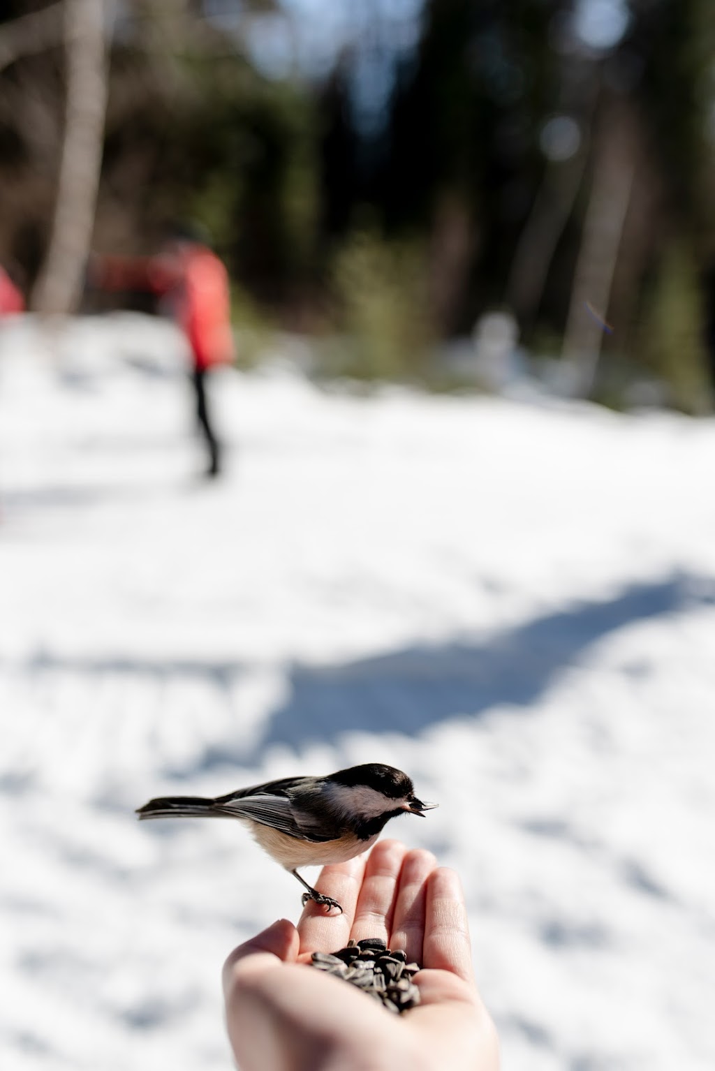 Club de ski de fond La Tuque rouge | 61 Rue Marie Rollet, La Tuque, QC G9X 4C6, Canada | Phone: (819) 523-9003