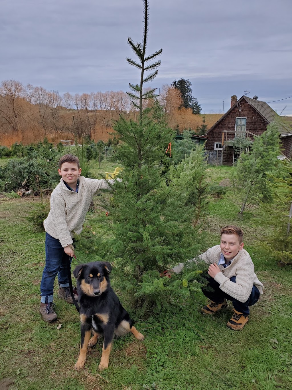 Saanichton Christmas Tree Farm | 8231 E Saanich Rd, Saanichton, BC V8M 1T5, Canada | Phone: (250) 652-3345