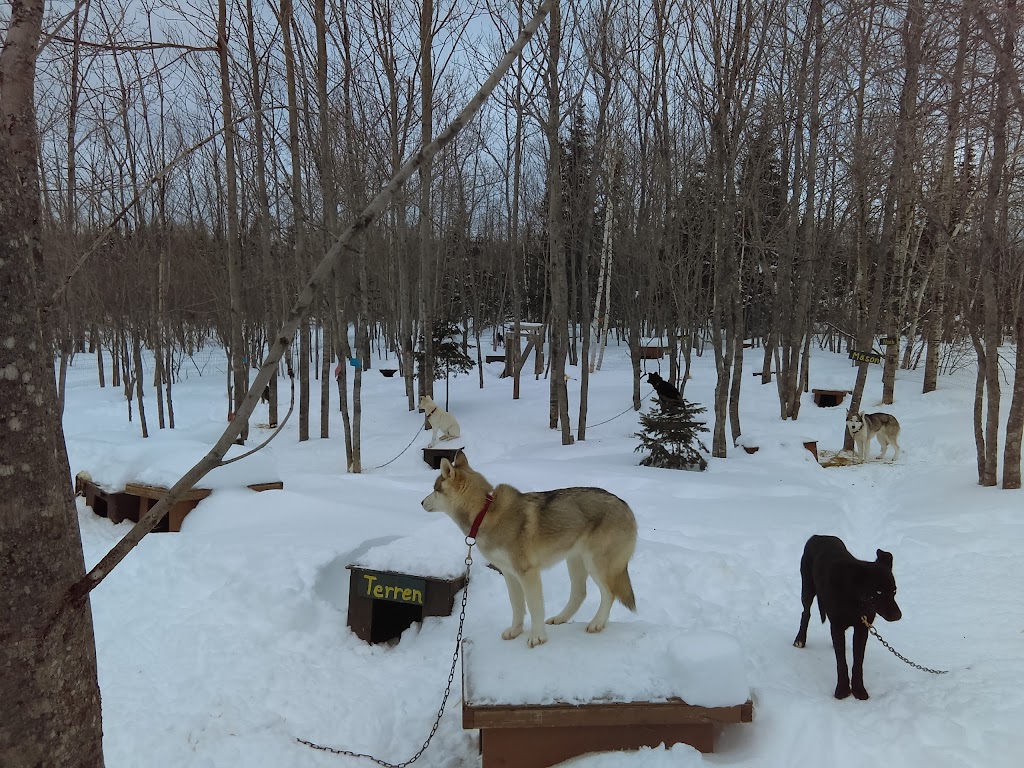 Chien Aventures/Sled Dog Adventures | 5586 route 134, Allardville Parish, NB E8L 1A8, Canada | Phone: (506) 583-1717