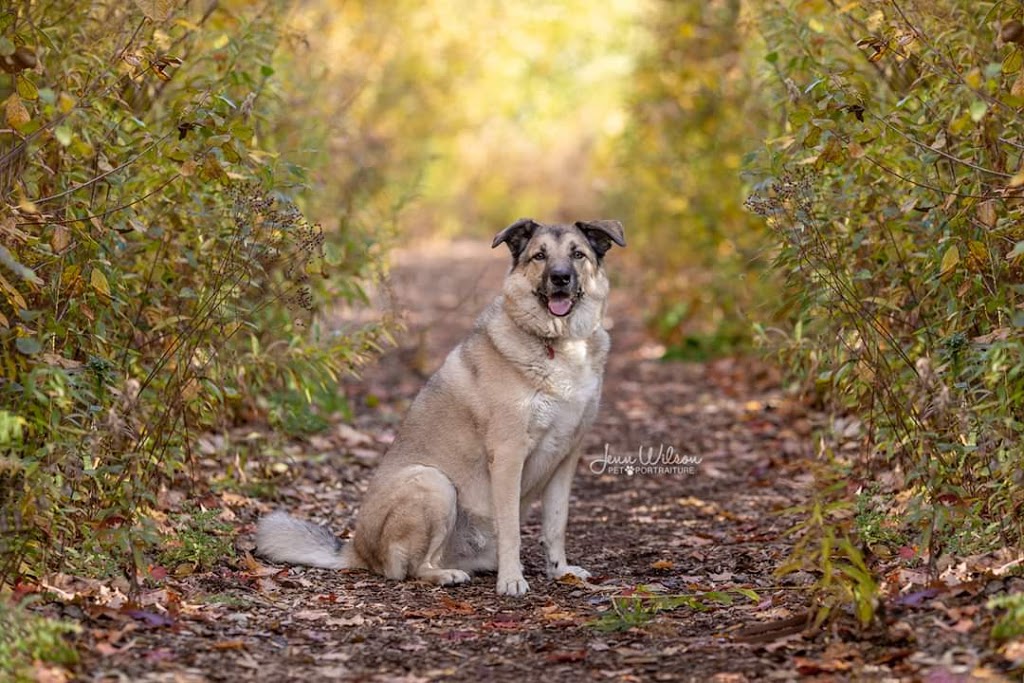 Jenn Wilson Pet Portraiture | Dumfries Ave, Kitchener, ON N2H 2G1, Canada | Phone: (519) 503-6963