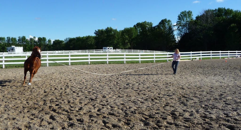 Maplehaven Equestrian centre | 180 Courtland St, Ramara, ON L3V 0K8, Canada | Phone: (416) 732-8408