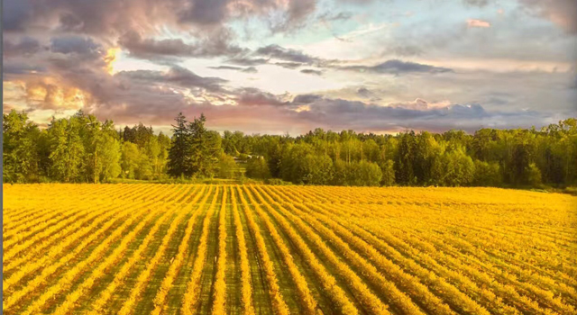 HONEYVIEW FARM LTD. | 25990 48 Ave, Aldergrove, BC V4W 1J2, Canada | Phone: (604) 381-4562