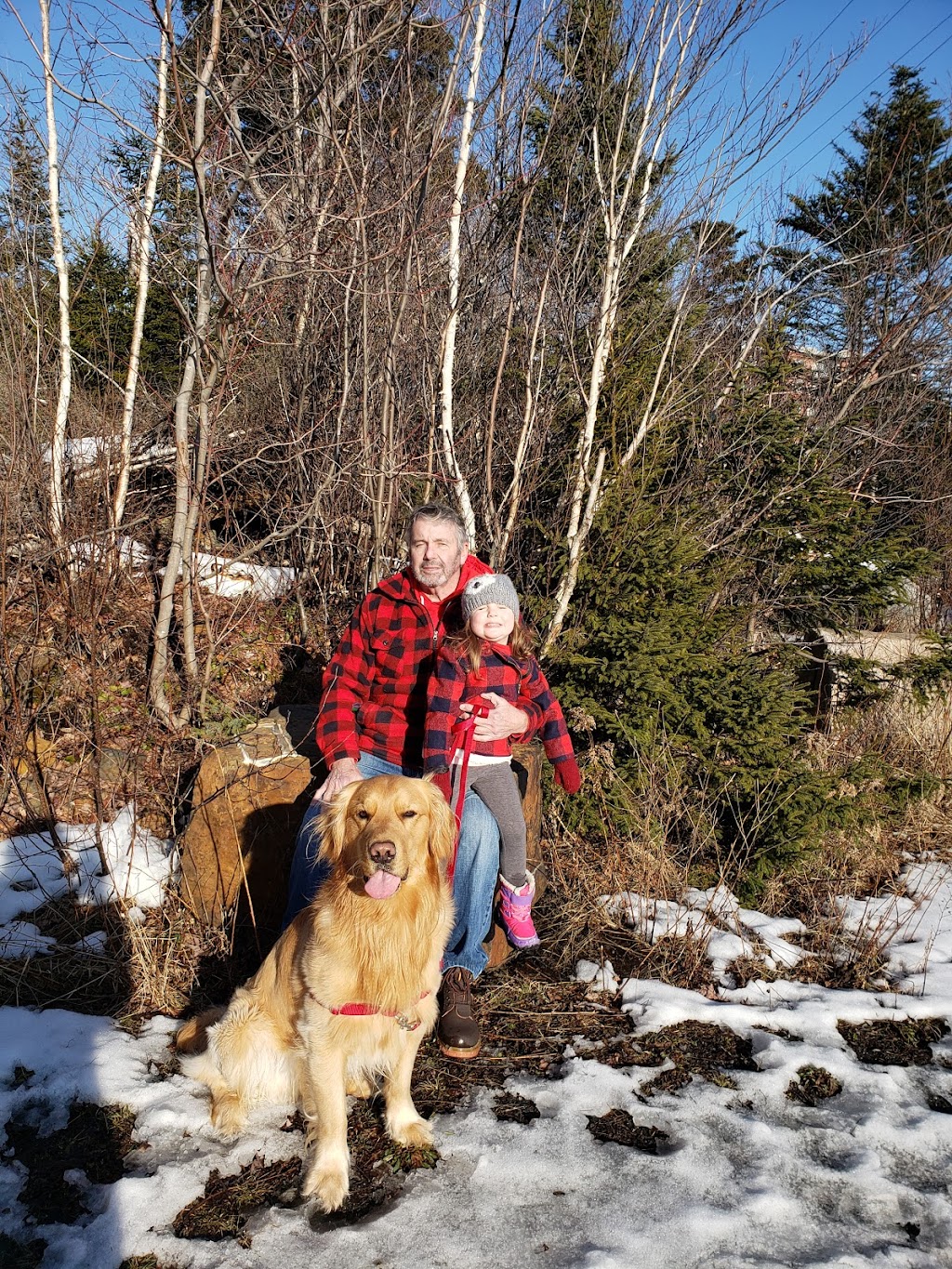 Ambercreek Regd Golden Retrievers | 3198 Clementsvale Rd, Clementsvale, NS B0S 1G0, Canada | Phone: (902) 467-3000