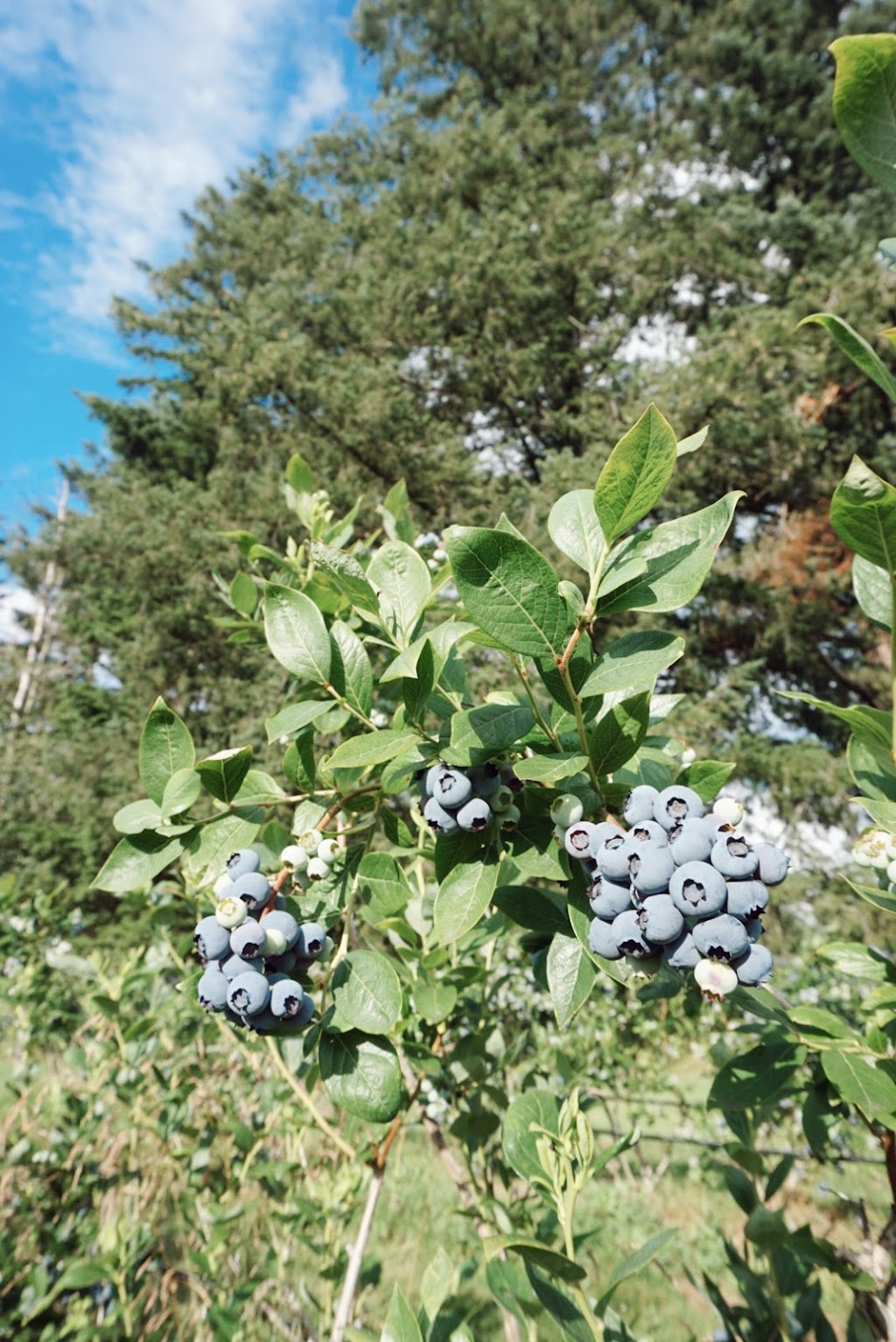 Country’s Edge Blueberry Farm | 200 Columbia Valley Rd, Lindell Beach, BC V2R 4X6, Canada | Phone: (604) 847-0481