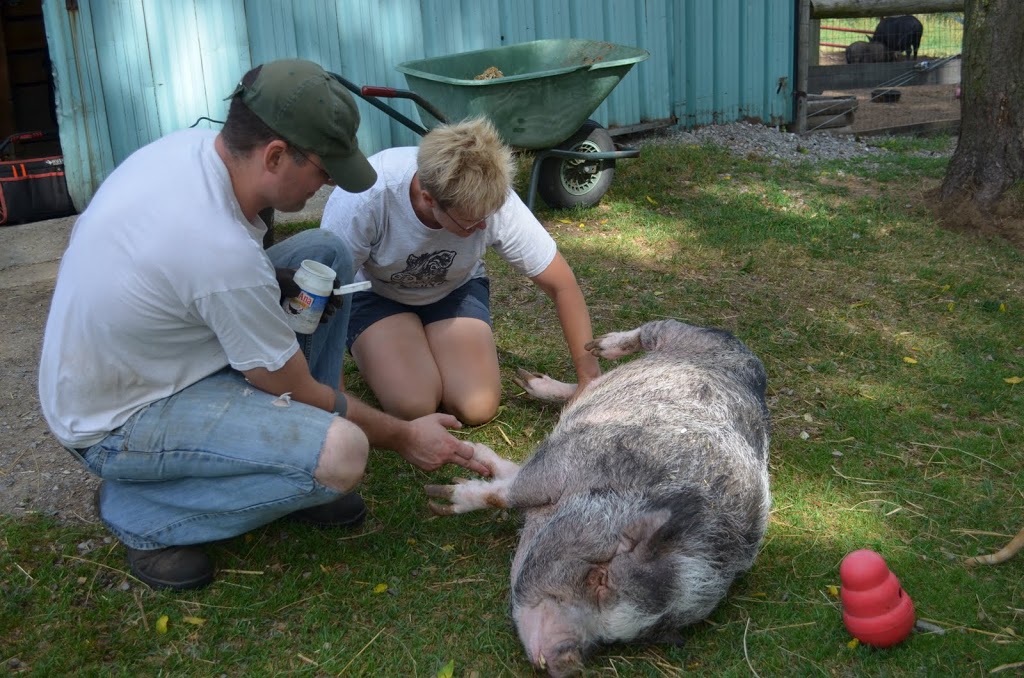 Ralphys Retreat Animal Sanctuary | 85 Dancey Side Rd, St Williams, ON N0E 1P0, Canada | Phone: (519) 420-1364