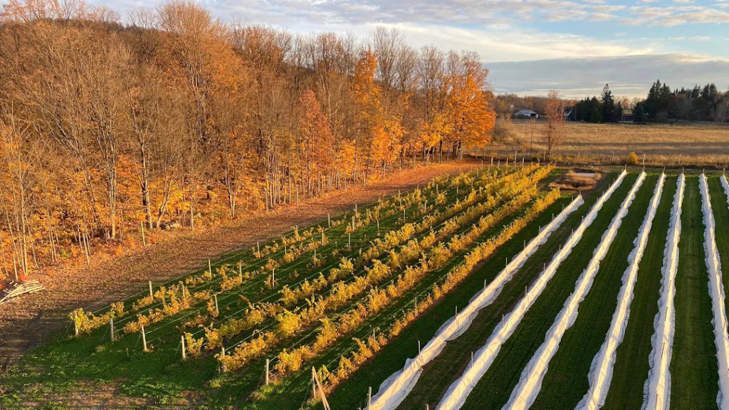 Vignoble du PicBois | 1470 Chem. de Gaspé, Brigham, QC J2K 4B4, Canada | Phone: (514) 707-9570